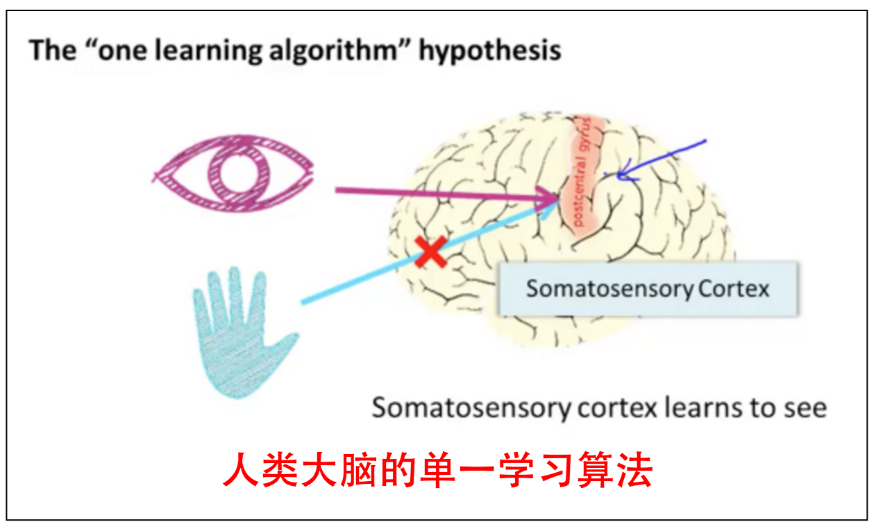 brain one learning algorithm